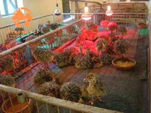 Đà điểu con 2,3 tuần tuổi vẫn được nuôi dưỡng và úm đèn để giảm rủi ro, chăn nuôi hiệu quả